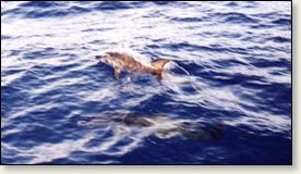 Dolphins alongside Valkyrie, as she sails across the Atlantic.