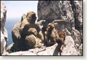 A trio of Barbary apes in Gibraltar