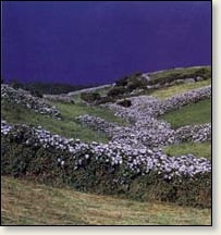 Fields of flowers on Faial, in the Azores