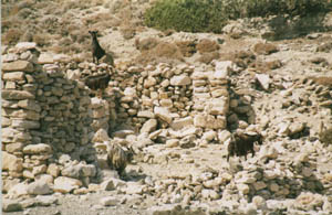 Goats on the little island north of Amorgos, Greece