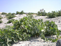 Grape vines growing on the ground due to the high wind and heat of the summer in Santorini, Greece