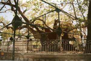 The Plane Tree under which Hippocrates is supposed to have taught