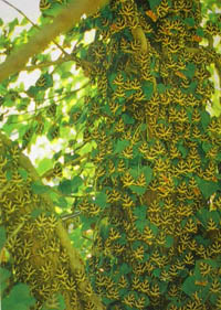 Tiger moths covering the foliage in Butterfly Valley, Paros, Greece